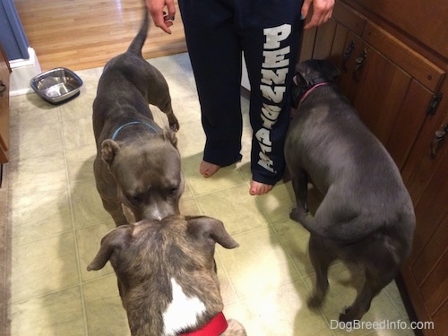 An American Pit Bull Terrier and a blue nose Pit Bull Terrier are standing face to face on a tiled floor. There is a person in Penn State sweats tha is standing in the kitchen. There is a blue nose American Bully Pit walking behind them.