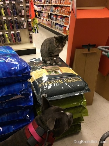 A cat is sitting on a pile of dog food in a Pet Store. The cat is looking down at a blue nose American Bully Pit dog that is walking by.