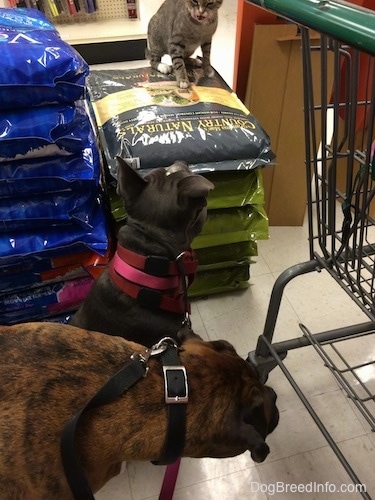 A cat that is sitting on a pile of dog food is preparing to attack a blue nose American Bully Pit. A brown with balck and white Boxer has his head down and is looking over at the dog food.