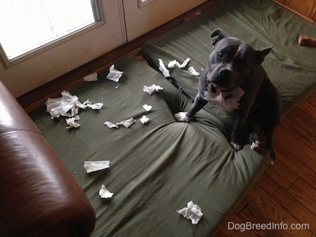 A blue nose American Bully Pit is sitting on a green orthopedic dog bed pillow and in front of her is a lot of chewed up pieces of paper towels.