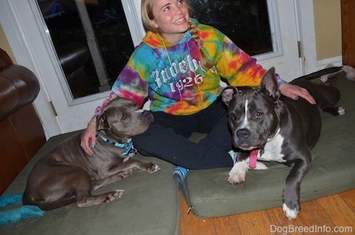 A girl in a tie dye hoodie is sitting on a green orthopedic dog bed pillow in-between an American Pit Bull Terrier and a blue nose American Bully Pit dog.