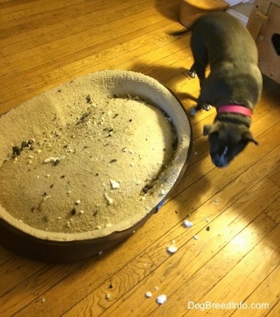 There are pieces of chewed up paper and dirt around a dog bed. A blue nose American Bully Pit dog is walking around a dog bed.