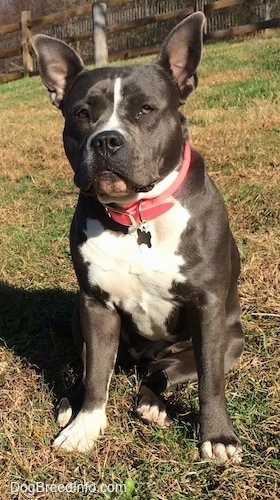 A thick bodied, blue nose American Bully Pit is wearing a hot pink collar sitting in grass and she is looking forward. Both of her ears are up.