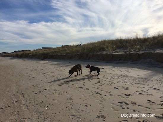 A blue nose American Bully Pit is jumping in sand and a brown brindle Boxer is digging in the sand on a beach.