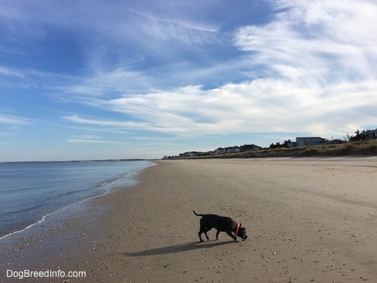 A blue nose American Bully Pit is walking across a beach. There is a body of water behind her.