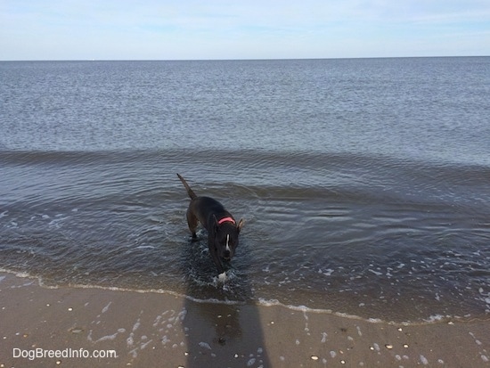 A blue nose American Bully Pit is walking in water and towards sand.