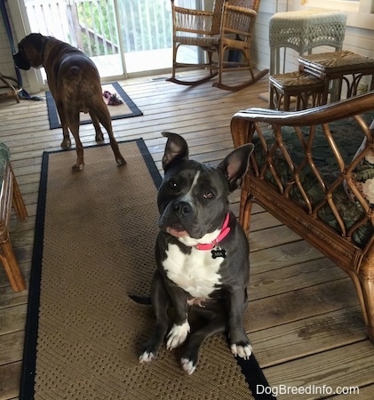 A blue nose American Bully Pit is sitting on a tan throw runner rug on a hardwood floor. Behind her is a brown brindle Boxer.
