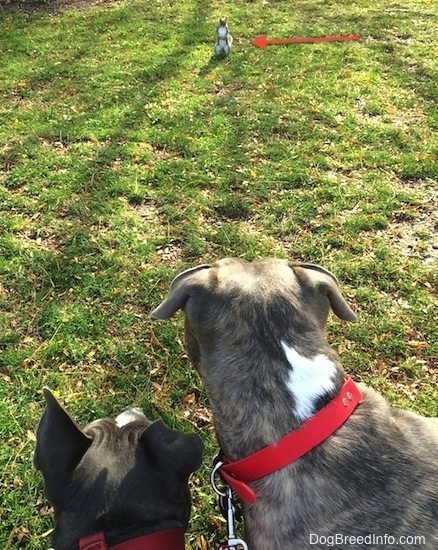 The back of two dogs that are looking at a squirrel. There is a red arrow pointing to the squirrel who is in front of them in grass.