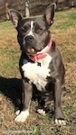 A blue nose American Bully Pit is sitting in grass and she is looking forward.