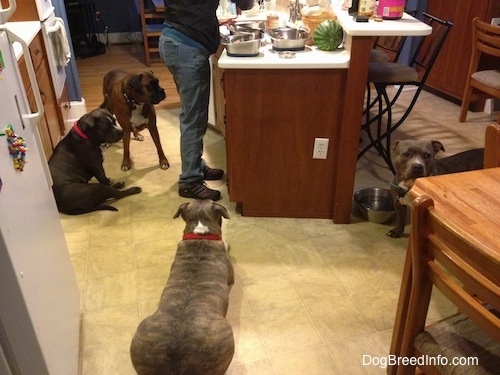A person is standing at a kitchen island preparing food for the four dogs that are waiting near her. There is a watermellon on the countertop