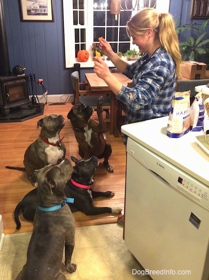 A blonde haired lady is holding up treats in her hands for the four dogs that are in front of her. Three dogs are sitting and one is laying down.