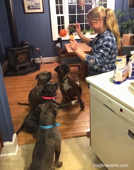A blonde haired lady is holding snacks in one hand and her other hand is up to command the dogs to sit. There are four dogs sitting in front of her.