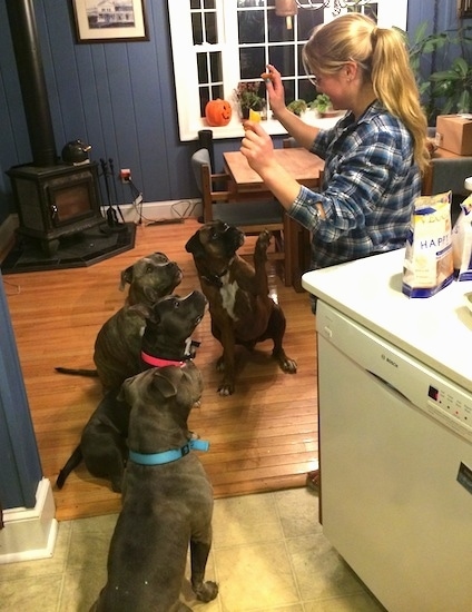 Four dogs are sitting on a hardwood floor and in front of them is a blonde haired lady with her hands up holding treats.