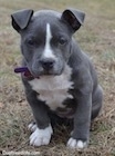 Close up - A blue nose American Bully Pit puppy is sitting in grass and it is looking forward.