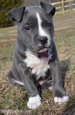 blue bully puppies
