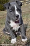 A blue nose American Bully Pit puppy is sitting in grass and it is looking forward.