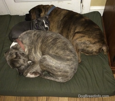 A small Bully Pit puppy is in-between a blue nose Pit Bull Terrier who is curled up and a brown brindle with black and white Boxer on a green dog bed pillow.