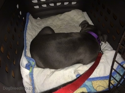 The back of a blue nose American Bully Pit puppy is laying on a blanket inside of a dog crate.