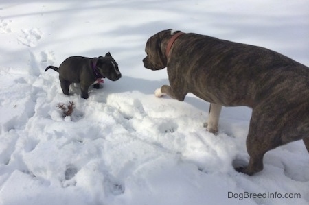 A small blue nose American Bully Pit puppy is pooing in snow and walking in front of her is a blue nose Pit Bull Terrier.