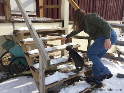 A person is holding a snack in front of a blue nose American Bully Pit puppy to lead her up a snowy staircase.