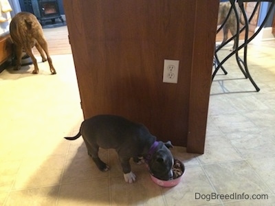 A blue nose American Bully Pit puppy is standing in front of an island and she is eating food out of a bowl. There is a brown with black and white Boxer eating on the left and an adult pit bull eating on the right of the island.