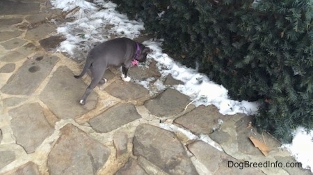 A blue nose American Bully Pit puppy is walking across a stone porch to a bush.