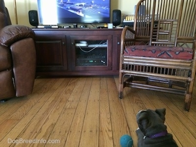 A small gray American Bully Pit puppy is laying on a hardwood floor looking up at a television in a living room. There is a blue tennis ball next to her.