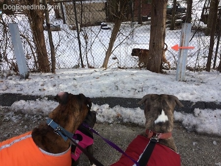 The backs of Two dogs and a puppy in different color vests that are standing in a street and looking through a fence at another dog.