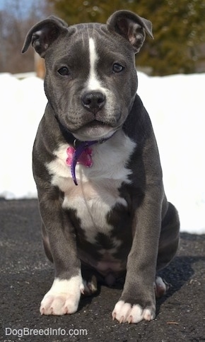 A blue nose American Bully Pit puppy is standing on a blacktop surface and behind her is snow in the field. She is looking forward.