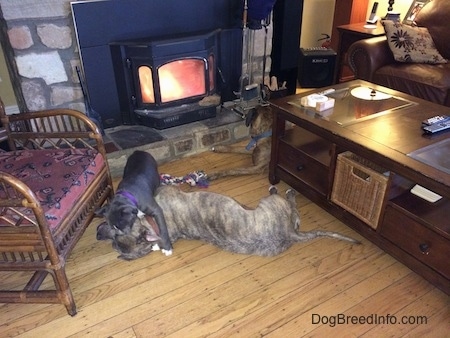 A sleeping blue nose Pitbull Terrier is getting jumped on by a blue nose American Bully Pit. They are in front of a lit fireplace. Laying in near the fireplace is a brown with black and white Boxer.