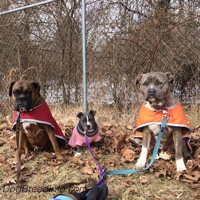 A brown with black and white Boxer that is wearing a red vest is sitting next to a blue nose American Bully Pit puppy that is wearing a pink sweater, and a blue nose Pit Bull Terrier that is wearing an orange vest are sitting in grass and behind them is a chain link fence.