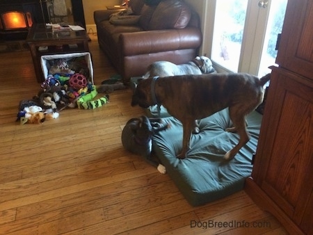 A blue nose American Bully Pit puppy is reaching up to swat at a brown with black and white Boxer that is standing over her.