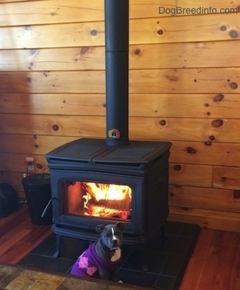 A blue nose American Bully Pit puppy is wearing a purple and pink sweater and she is sitting in front of a furnace.