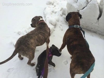 The backside of two dogs and a puppy looking around in snow with a deep snow plow wall in front of them.