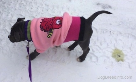 A blue nose American Bully Pit puppy is wearing a pink sweater with a one eyed monster on it and walking across snow. There is a yellowish spot in the snow behind her.
