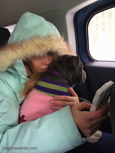 A person in a light blue coat is sitting in the backseat of a vehicle and she has a phone in her hand. In her lap is a blue nose American Bully Pit puppy wearing a pink sweater.