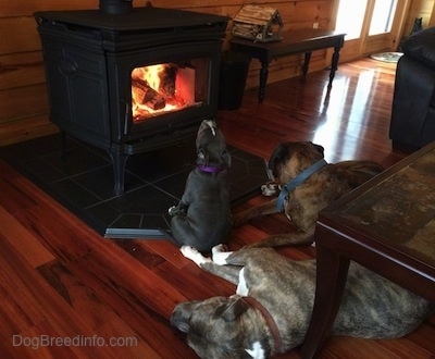 A blue nose American Bully Pit is sitting on a floor in front of a fireplace with her head up in the air like she is heating up her neck. Next to her is a black with brown and white Boxer that is laying down. Behind them laying on his side is a blue nose Pit Bull Terrier.