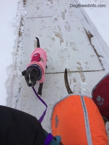 A blue nose American Bully Pit puppy wearing a pink one eyed monster sweater is walking down a sidewalk with a dusting of snow. There are two dogs with different colored vests walking in front of her.