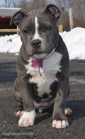A gray with white American Bully puppy is sitting outside on a blacktop surface, she is looking forward and there is snow all around her.