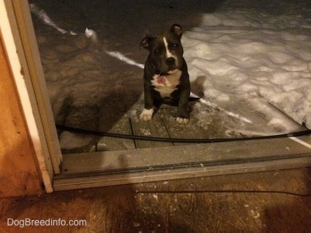 A blue nose American Bully Pit is sitting in front of a doorway. There is a lot of snow behind her.