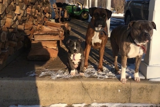 A blue nose American Bully Pit puppy, a brown with black and white Boxer and a blue nose Pit Bull Terrier are on a stone porch and to the left of them is a pile of logs. There is a John Deere tractor behind them.