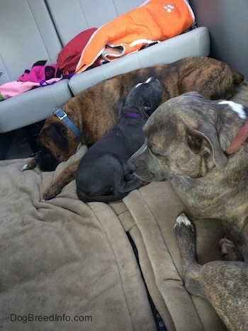 Three dogs in the middle section of a mini van that has the middle seats removed. A brown brindle with black and white Boxer and a blue nose American Bully Pit puppy that has her head on the Boxer. Across from them is a blue nose Pit Bull Terrier.