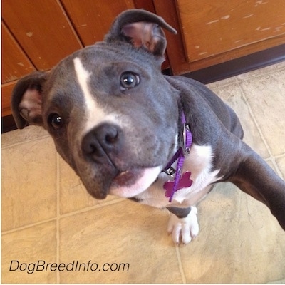 Close up - A blue nose American Bully Pit is sitting on a tiled floor and she is reaching one of her paws in the air looking up.