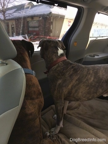 The back of a brown with black and white Boxer and a blue nose Pit Bull Terrier are in the backseat of a van that has the middle seats removed and are looking out of the passenger side window.