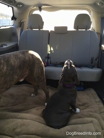 A blue nose American Bully Pit puppy is sitting on a dog bed in the middle section of a mini van looking up towards the roof smelling the air.