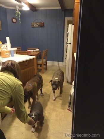 A person in a green shirt is bending over and a blue nose American Bully Pit puppy is eating a snack out of the persons hand. There are two larger dogs moving closer to the person.