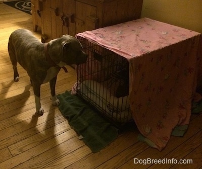 A blue nose American Bully Pit puppy is laying inside of a crate and outside of the crate is a blue nose Pit Bull Terrier looking at the puppy inside of it.