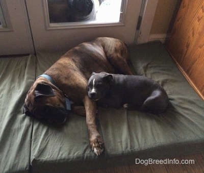 A brown with black and white Boxer is sleeping on his right side and laying on his open side is a blue nose American Bully Pit puppy on top of an orthopedic dog bed.