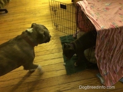 A blue nose American Bully Pit puppy is walking out of a dog crate with an older dog walking towards her.