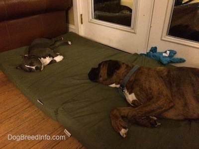 A blue nose American Bully Pit puppy and a brown with black and white Boxer puppy are sleeping on two big green orthopedic pillows in front of a door.